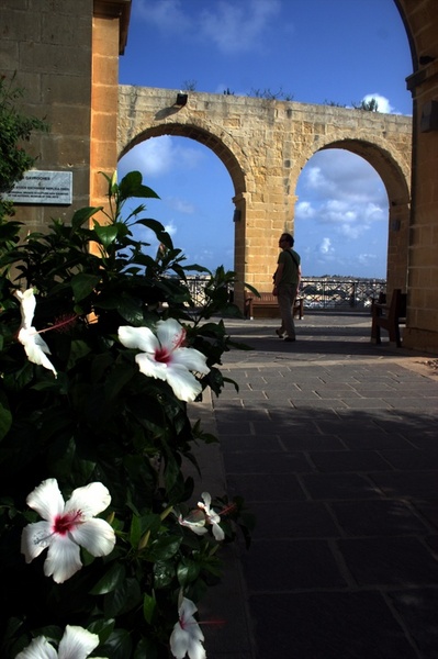 Flowers in the park